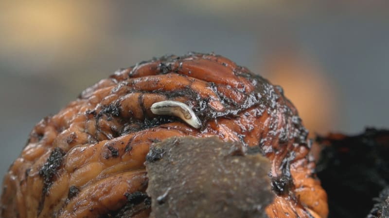 Česku hrozí nedostatek vlašských ořechů. Vánoce to může pěkně prodražit