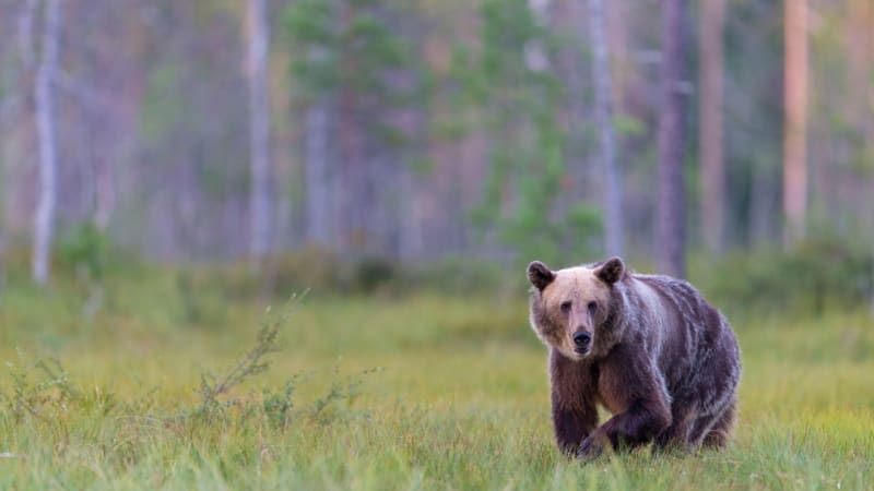 Medvěd zřejmě pronikl do západních Čech. Vojáci varovali před možným výskytem šelmy okolní obce
