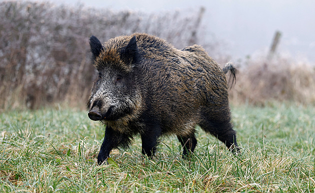 Prahu 5 sužují divočáci, pohybují se i u domů. Radnice podnikne rázné kroky