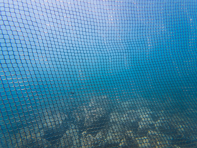 Sítě proti žralokům nefungují. Mohou je obeplavat, podplavat, nadplavat. A také to dělají