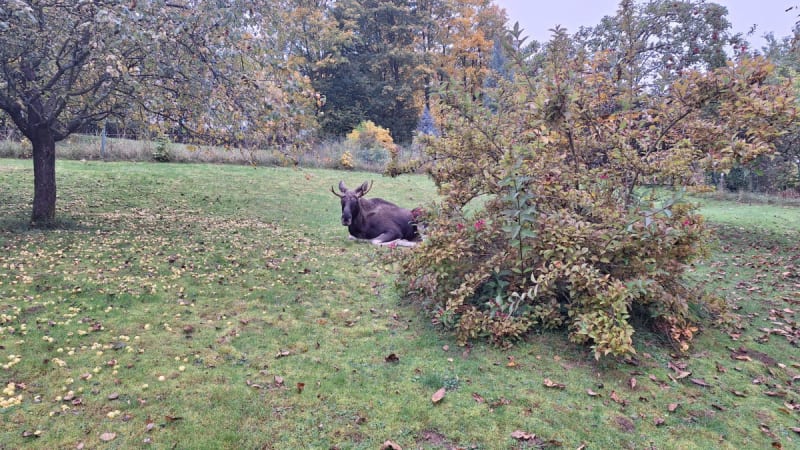 Los Lojsa o sobě dal zase vědět. Uvízl na zahradě na Klatovsku a prohnal po ní policisty