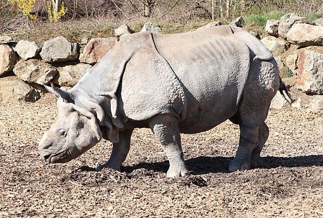 V zoo uhynul nosorožec indický Baabuu, očekává se ale narození jeho potomka