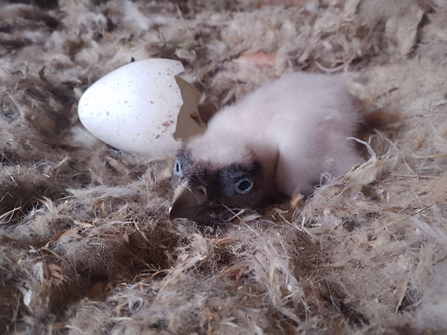 Měřili mu tep a pomáhali ze skořápky. Mládě orlosupa ale žilo jen devět dní