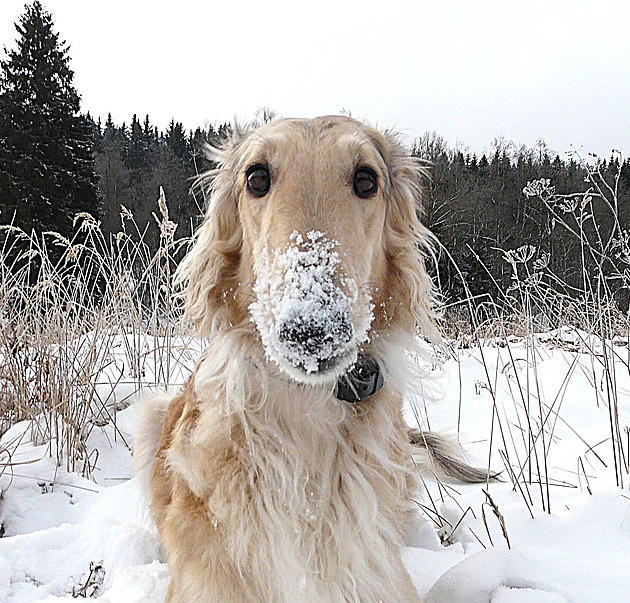 Zimu na sněhu si mazlíčci čtenářů iDNES.cz rozhodně užili. I kočky ve svetru