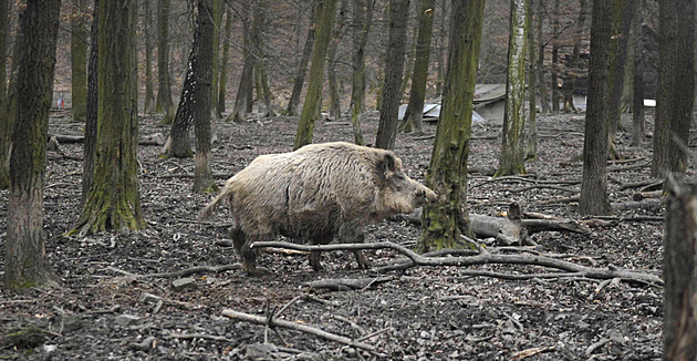 Rozryté zahrady a hřiště, strach. V boji proti divočákům pomáhají drony i klece