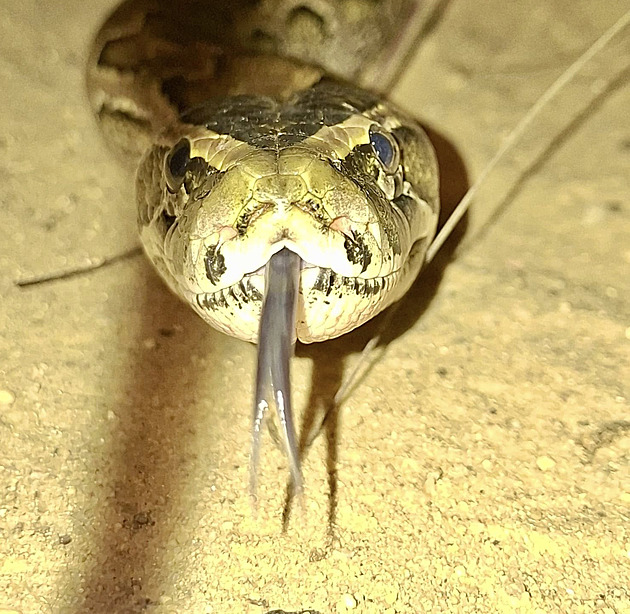 Africký gigant se vrací do Ostravy. Zoo ukázala krajtu, která budí respekt i za sklem