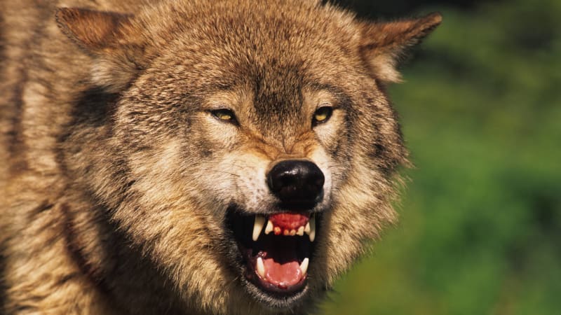 Chorvatsko děsí vlci. Mají se čeští turisté bát? Šelmy se pohybují u oblíbených pláží