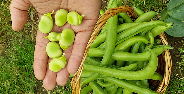 Když chytře vysejete podle Eywy, sklidíte ze záhonu postupně čtyři plodiny