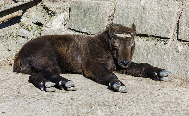 Muž v zoo přelezl zábranu a uhodil zvíře klackem přes mříž. Ještě se tomu smál